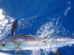 blue marlin 2