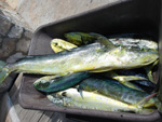 lots of dorado